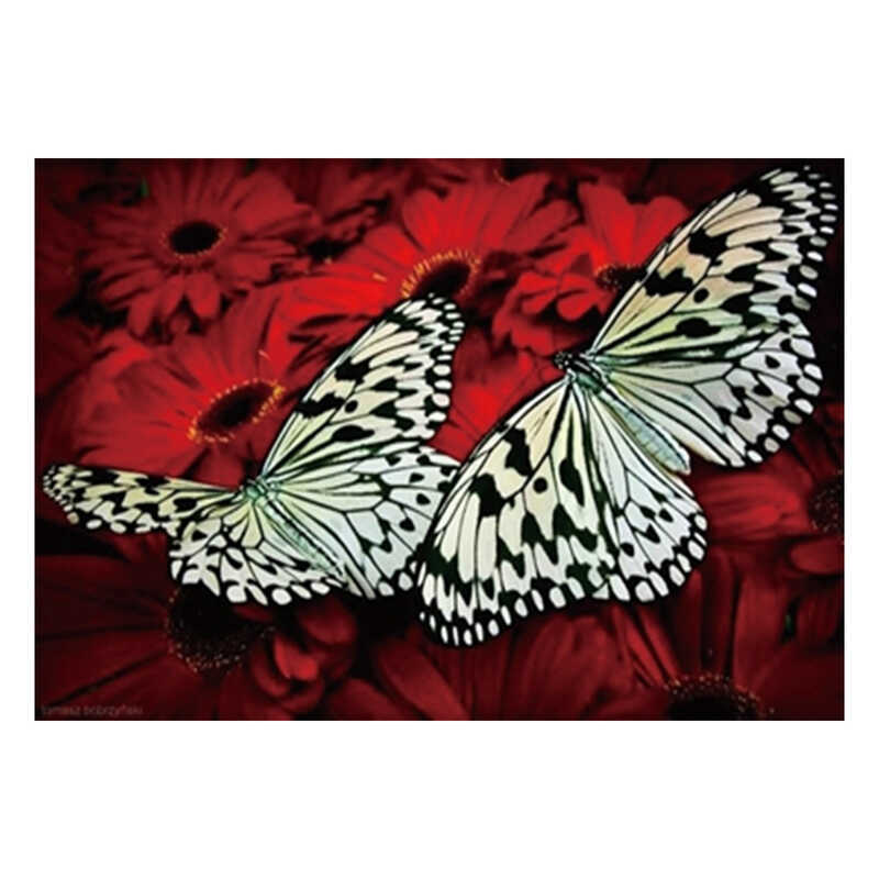 Алмазна мозаїка JS 20466 (50) "TK Group", "Метелики", 30х20 в коробці